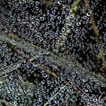 Fotografia zatytułowany „Spider Web with Dew…” autorstwa Rohit Kamboj, Oryginalna praca, Fotografia cyfrowa