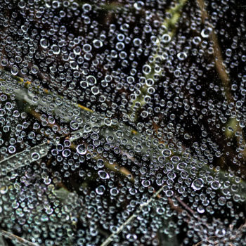 Photography titled "Spider Web with Dew…" by Rohit Kamboj, Original Artwork, Digital Photography