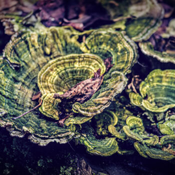 「Nature's Swirls」というタイトルの写真撮影 Rohit Kambojによって, オリジナルのアートワーク, デジタル