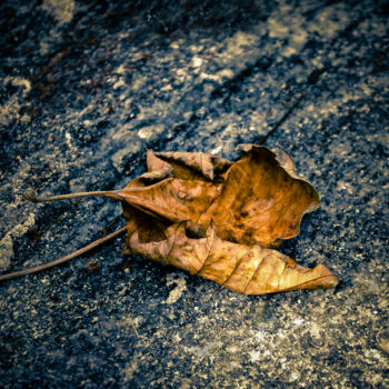 Photography titled "Fallen Leaves" by Rohit Kamboj, Original Artwork, Digital Photography