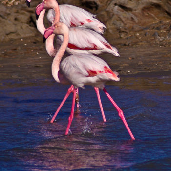 Fotografia zatytułowany „flamants-4500.jpg” autorstwa Roland Bouvier, Oryginalna praca