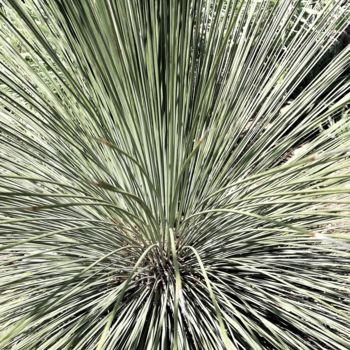 Photographie intitulée "plante verte" par Roland Guyomard, Œuvre d'art originale, Photographie numérique