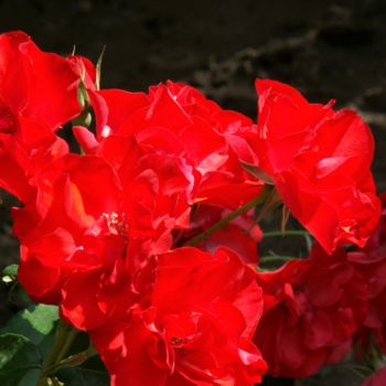 Fotografia zatytułowany „Fleurs rouge” autorstwa Roland Guyomard, Oryginalna praca, Fotografia cyfrowa