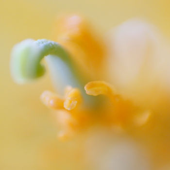 Photographie intitulée "Pavot cornu jaune" par Roland Huitel, Œuvre d'art originale, Photographie numérique