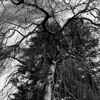 Φωτογραφία με τίτλο "L’arbre magique" από Romain Pilato, Αυθεντικά έργα τέχνης, Ψηφιακή φωτογραφία