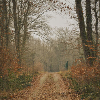 Photography titled "The forest" by Romain Vanbrabandt, Original Artwork, Digital Photography