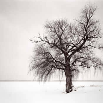 Photographie intitulée "Alone tree" par Romeo Koitmäe, Œuvre d'art originale, Photographie argentique