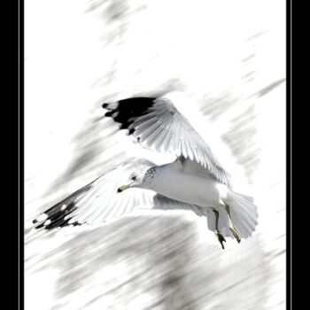 Photography titled "Gull" by Ron Pfister, Original Artwork, Other