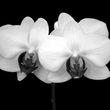 "Orchids" başlıklı Fotoğraf Ron Pfister tarafından, Orijinal sanat