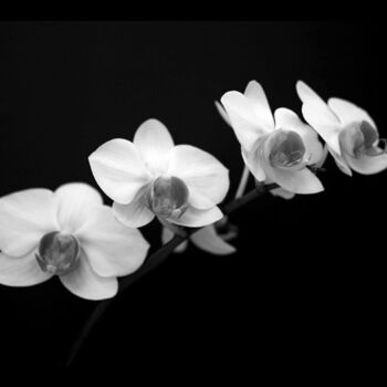 摄影 标题为“Orchids” 由Ron Pfister, 原创艺术品