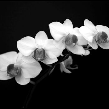Fotografie mit dem Titel "Orchids" von Ron Pfister, Original-Kunstwerk