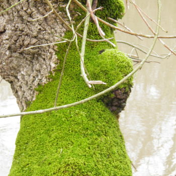 Фотография под названием "Un vieil arbre" - Ronan Le Morvan, Подлинное произведение искусства, Цифровая фотография
