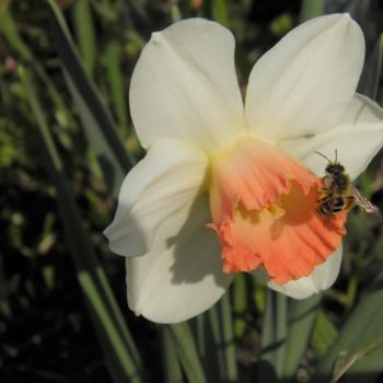 Fotografía titulada "L'abeille" por Ronan Le Morvan, Obra de arte original, Fotografía digital