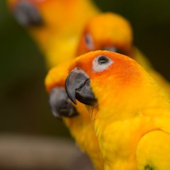 "parrot.jpg" başlıklı Fotoğraf Ronildo Viana Mendes tarafından, Orijinal sanat