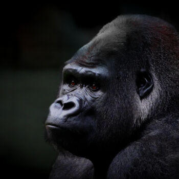 Photographie intitulée "La force du gorille" par Rosalina Vaz, Œuvre d'art originale, Photographie numérique