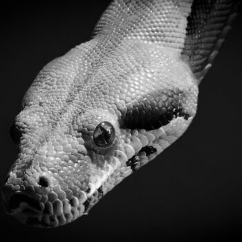 "Le serpent" başlıklı Fotoğraf Rosalina Vaz tarafından, Orijinal sanat, Dijital Fotoğrafçılık