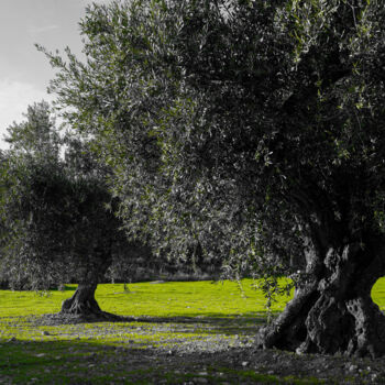 Fotografie getiteld "Les oliviers" door Rosalina Vaz, Origineel Kunstwerk, Digitale fotografie