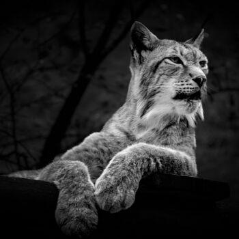 Photographie intitulée "Le lynx" par Rosalina Vaz, Œuvre d'art originale, Photographie numérique