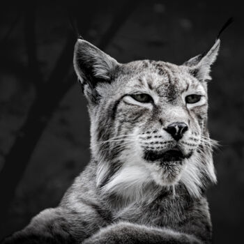 Photographie intitulée "Le lynx 02" par Rosalina Vaz, Œuvre d'art originale, Photographie numérique