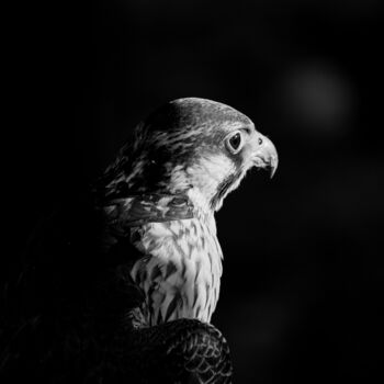 Photographie intitulée "Le faucon" par Rosalina Vaz, Œuvre d'art originale, Photographie numérique
