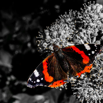 "Papillon 1" başlıklı Fotoğraf Rosalina Vaz tarafından, Orijinal sanat, Dijital Fotoğrafçılık
