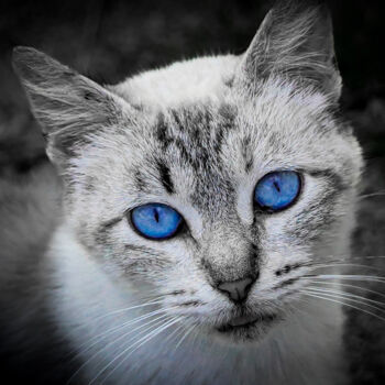 Photographie intitulée "Félin aux yeux bleus" par Rosalina Vaz, Œuvre d'art originale, Photographie numérique