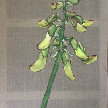 Peinture intitulée "Astragalus pendulif…" par Rosa Mujal Closa, Œuvre d'art originale, Huile Monté sur Châssis en bois