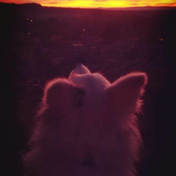 "lixy face au lever…" başlıklı Fotoğraf Roselyne Cusset tarafından, Orijinal sanat