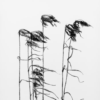 Dessin intitulée "Wind of reed" par Rostislaw Tsarenko, Œuvre d'art originale, Encre