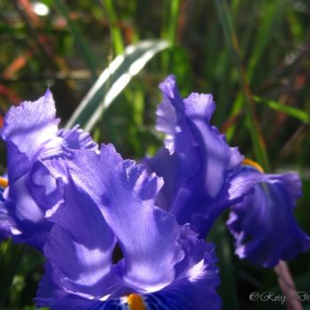 Photography titled "Iris" by Rosy Di Stefano, Original Artwork