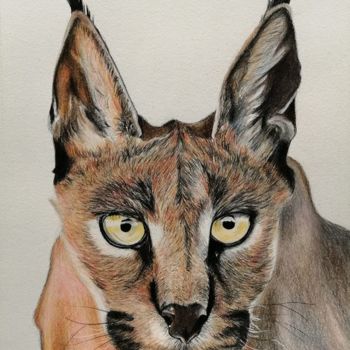 Dessin intitulée "Le caracal" par Roxane Le Tétour, Œuvre d'art originale, Crayon