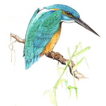 Drawing titled "Kingfisher" by Roy Boobyer, Original Artwork