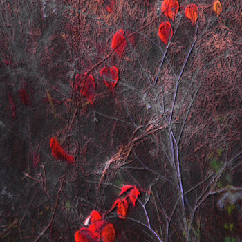 Photographie intitulée "Arbre à coeurs ( fr…" par Michel Guillaumeau, Œuvre d'art originale, Photographie numérique