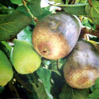 Fotografia intitulada "Ficus" por Runildo Quinot, Obras de arte originais