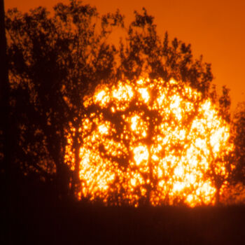 Photographie intitulée "Sunset behind the t…" par Anatoly Rudakov, Œuvre d'art originale, Photographie numérique