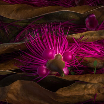 "Pink !" başlıklı Fotoğraf Ruddy Bellon tarafından, Orijinal sanat, Dijital Fotoğrafçılık