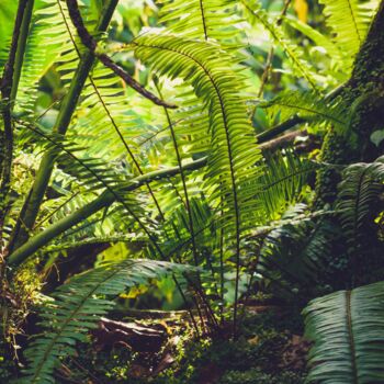 Fotografia zatytułowany „Sous bois” autorstwa Ruddy Bellon, Oryginalna praca, Fotografia cyfrowa