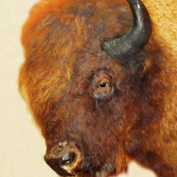 Artes digitais intitulada "buffalo-head-jackso…" por Ruta Sevo, Obras de arte originais