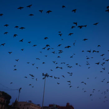 Fotografía titulada "Morning birds, Bena…" por Ruud Kimmelaar, Obra de arte original, Fotografía digital