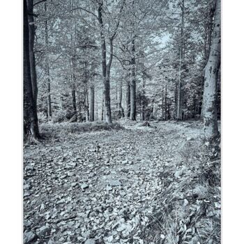 Fotografia zatytułowany „Jesień wśród drzew” autorstwa Ryszard Stelmachowicz, Oryginalna praca, Fotografia cyfrowa
