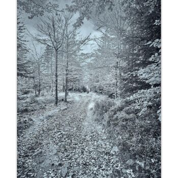 Фотография под названием "Jesienny spacer" - Ryszard Stelmachowicz, Подлинное произведение искусства, Цифровая фотография