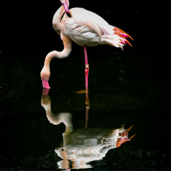 Fotografia zatytułowany „Flamingo” autorstwa Sergio Capuzzimati, Oryginalna praca, Fotografia cyfrowa