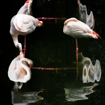 Fotografia zatytułowany „Flamingos” autorstwa Sergio Capuzzimati, Oryginalna praca, Fotografia cyfrowa