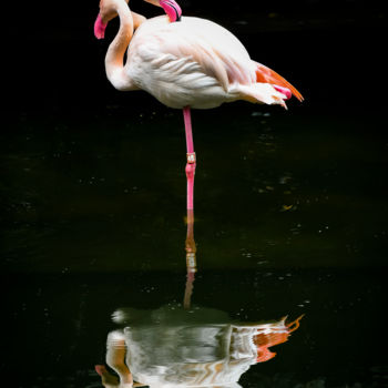 Fotografie getiteld "Flamingo_2" door Sergio Capuzzimati, Origineel Kunstwerk, Digitale fotografie