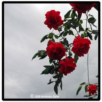 Photography titled "I stole roses in th…" by Armando Salas, Original Artwork