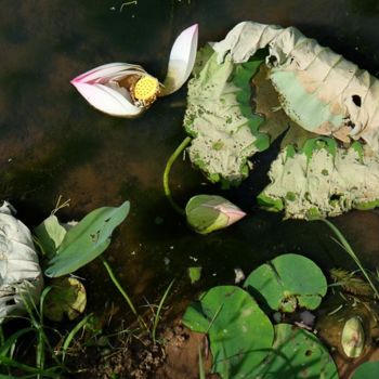 "Floral Notecard #7" başlıklı Fotoğraf Sally Winthrop tarafından, Orijinal sanat