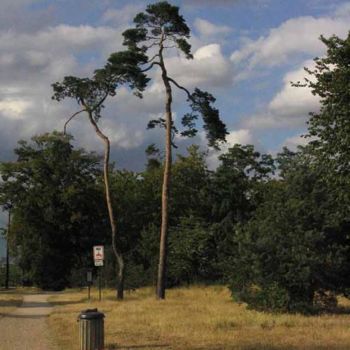 "poubelle et arbre q…" başlıklı Fotoğraf Denis Wozniak tarafından, Orijinal sanat