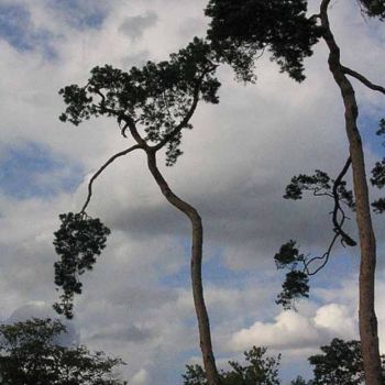 Photographie intitulée "danse de l'arbre" par Denis Wozniak, Œuvre d'art originale