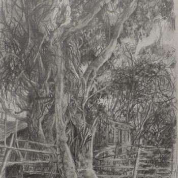 Drawing titled "Ficus del jardin" by Salvador Velarde, Original Artwork, Pencil