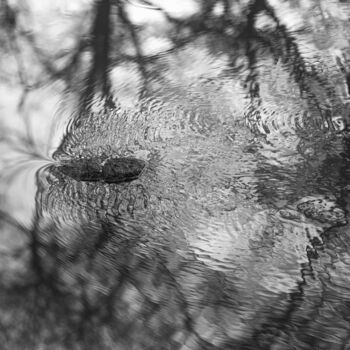 摄影 标题为“Wasser und Bäume” 由Samira Klaho, 原创艺术品, 数码摄影